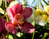 beetography > Orchids >  DSC_3988