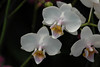 beetography > Orchid flower