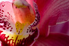 beetography > Orchid flower