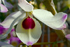 beetography > Orchids >  DSC_3984