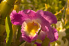 beetography > Orchids >  DSC_3967