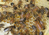 A peek into the hive. Here you see a young queen in the center, a few drones (stockier, larger eyes) and the rest are workers.  The glistening liquid in cells are honey.