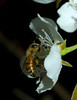 beetography > A honey bee foraging on a pear flower.  Chapel Hill, NC., March 2006.