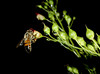 beetography > A honey bee foraging on a flower of the Simpson's honey plant.