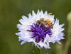 A honey bee foraging on bachelor's button, or cornflower (Centaurea cyanus).  Roanoke, Virginia. June 2006.
