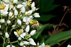 beetography > A honey bee foraging on heavenly bamboo (Nandina demostica, Berberidaceae).  Roanoke, Virginia. June 2006
