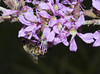 beetography > 1. Western Honey Bees >  DSC_7741c