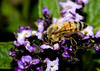 beetography > 1. Western Honey Bees >  DSC_8969