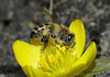 A honey bee on winter aconite