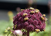 beetography > Bees foraging on Angelica gigas
