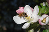 A honey bee on apple blossom.