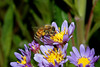beetography > A honey bee on a late blooming aster (October 14, MI). Published as the cover image on the Nov issue of American Bee Journal, 2005.