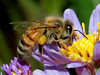 A honey bee on a late blooming aster (October, MI).  A more tightly cropped photo to show details.