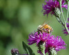 beetography > A bee on flowers of ironweed (Vernonia baldwini, Asteraceae). 

Michigan State University, Beal Botanical Garden.