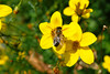 beetography > A bee on a type of aster. 

Shot in Germany, in the street of downtown Wuertzburg.