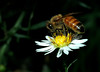 beetography > A honey bee on an  old field aster (Aster pilosus).  These flowers usually "flow" (provide nectar) after a good frost.  These flowers usually "flow" (provide nectar) after a good frost.  

Published as the cover photo for Bee Culture magazine, Nov 2005