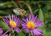 beetography > A honey bee on new England aster.  The flight of wings generated some strange colors here (how? Jim Fisher, do you know the anwser to this ?).