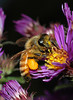 A honey bee on new England aster.   A cropped photo of the previous one.