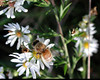 beetography > A bee on old field aster (Aster pilosus, Asteraceae). Provides a good nectar flow Sep to Oct in Michigan.