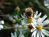 A bee on old field aster (Aster pilosus, Asteraceae). Provides a good nectar flow Sep to Oct in Michigan.
