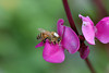 beetography > 1. Western Honey Bees >  bean-DSC_9010