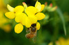 beetography > A honey bee on bird's foot trefoil flower.  This flower blooms all summer (right still blooming on August 20, 2005, in East Lansing, MI).