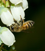 beetography > 1. Western Honey Bees >  blueberry-DSC_7260-v