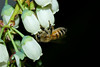 beetography > 1. Western Honey Bees >  blueberry-DSC_7260