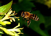 beetography > A bee in flight foraging on bush honeysuckle.  A closer look.