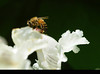beetography > A bee on Catalpa flowers (Catalpa sp, Bignoniaceae)