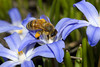 beetography > A bee on chinodoxa