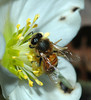 A bee on Christmas rose.  This flower blooms in Feb while there are still snow on ground, till about April.