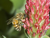 beetography > A bee working on crimson clover. Taiwan.