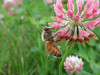 beetography > A bee working on alsike clover. East Lansing, Michigan.