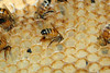 beetography > workers working on wax cells.