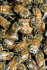 beetography > honey bees on a queen cell, one bee is almost fully inside the cell.
