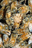 beetography > Worker honey bees on a queen cell, one bee is almost fully inside the cell.