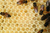 beetography > Worker honey bees on brood comb
