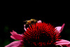 beetography > A bee on a purple cone flower (Echinacea purpurea, Asteraceae).  I tried to take a good bee pic on this flower but could not do it because not too many bees come to this type of flowers... then one started bloom right near my front door! This one bee kept coming back for over two weeks, allowing me to take it... God sent? :-