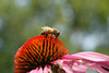 beetography > A bee on a cone flower (Echinacea purpurea, Asteraceae).  

Zach's front door steps, planted by God.
