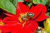 beetography > A bee on a dahlia flower.  I remember taking this picture Sept 11, 2004 in Germany (in the garden of the "Residenz" at Wuerzburg).... the reason I remember this is that these were the first few shots that I "realized" how to take super sharp closeup shots using my 60 mm macro lense.  Before this it was a shot in the dark....