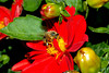 beetography > A bee on a dahlia flower. 

Residenz Garden, Wuerzburg, Germany.
