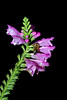 beetography > A bee on Foxglove (Digitalis purpurea, Scrophulariaceae) flowers.

MSU Beal Botanical Garden.
