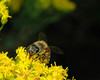 beetography > A bee on flowers of flat-topped goldenrod (Euthamia graminifolia, Asteraceae).

MSU Beal Botanical Garden.