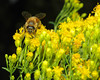 beetography > A bee on flowers of Ohio goldenrod (Solidago ohioensis , Asteraceae).

MSU Beal Botanical Garden.