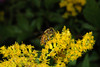 beetography > A bee on goldenrod.  Goldenrod blooms late August to October and provides one of the last few flowers for bees "winter feed".   The honey produced are dark and spicy (some call it "stiinky").  But recent researches show that darker honeys have higher antioxident content (therefore healthier for you!).