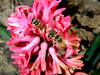 beetography > A honey bee foraging on hyacinth