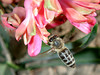 beetography > A honey bee in flight while foraging on hyacinth