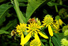 beetography > A bee on flowers of golden honey plant (Verbesina alterniforlia, Asteraceae). 

Michigan State University, Beal Botanical Garden.