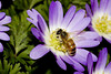 beetography > A bee foraging on an anemone flower.